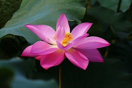 shallow focus photography of pink flower thumbnail