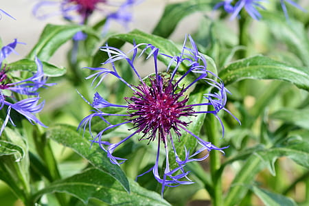 closeup photo of purple petaled flowers thumbnail