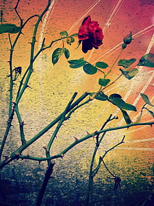 red rose with thorns thumbnail