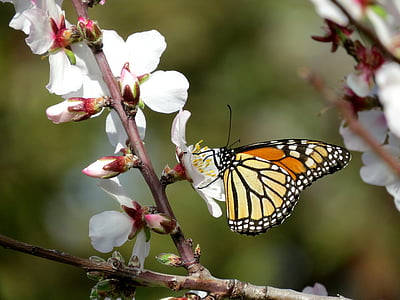 brown and black monarch butterfly picking pollen of white petaled flower thumbnail