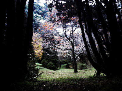 trees under bright sky thumbnail