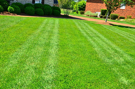 green grass lawn thumbnail