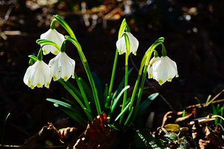 white snowflakes flowers thumbnail