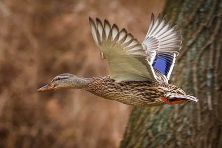 gray and white flying duck thumbnail