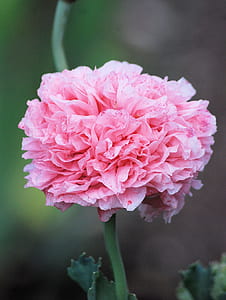 Pink Petals Flower thumbnail