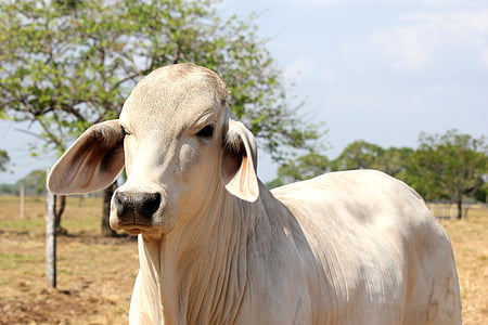 white cow near green leafed tree thumbnail