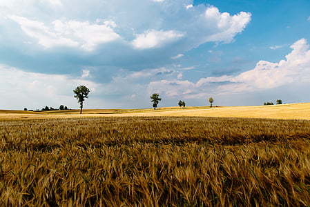 grass field under blue sky with clouds thumbnail