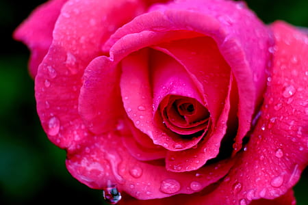 closeup photography of pink rose flower thumbnail