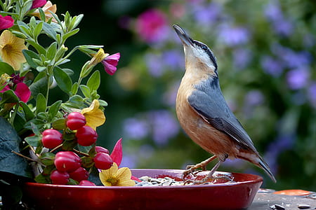 grey and black bird beside red and yellow petunias in bloom close-up photo thumbnail