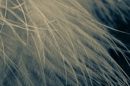 white feather thumbnail