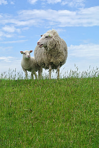 white sheep on grass field during daytime photo thumbnail