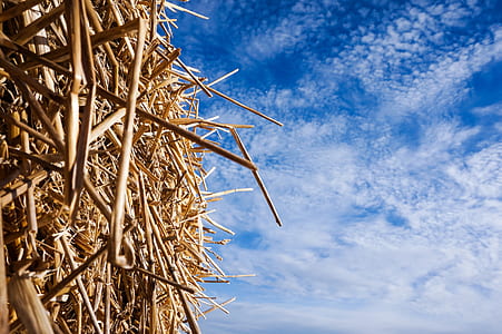beige sticks under blue sky during daytime thumbnail