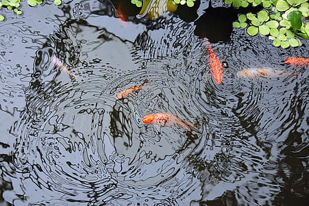 koi fishes on body of water thumbnail