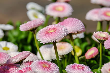 white and pink bellis flowers in closeup photo thumbnail