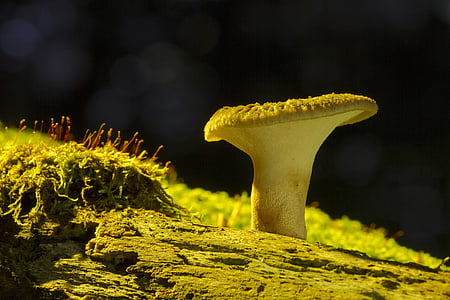 brown and white mushroom thumbnail