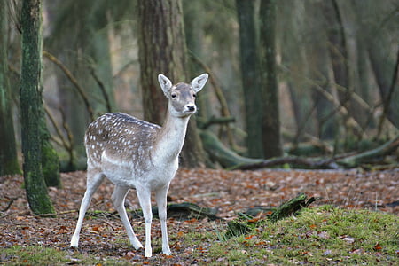 wildlife photography of gray and white deer thumbnail