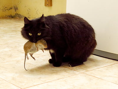 brown cat biting rat standing on white floor tiles thumbnail