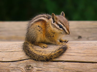 shallow focus photography of squirrel on top of log thumbnail