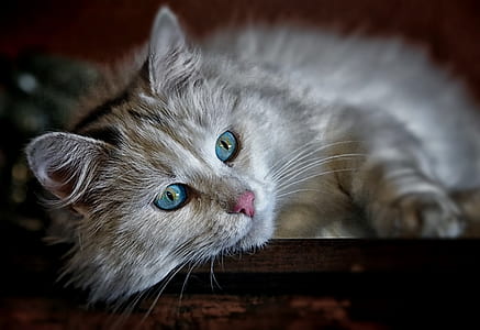 selective focus phot oof gray cat thumbnail