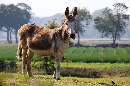 brown and white donkey standing on grass thumbnail