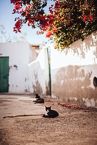 tuxedo cat lying on ground under red leaf tree near wall thumbnail