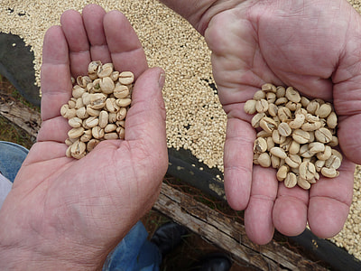 Coffee Farming, Agriculture thumbnail