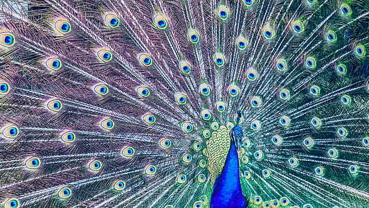blue peacock spreading it's feathers thumbnail
