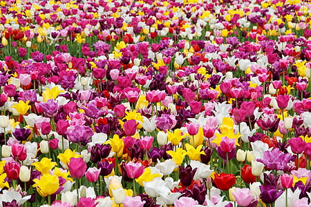 assorted-color tulip flower field during daytime thumbnail