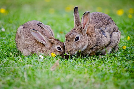 two brown rabbits thumbnail