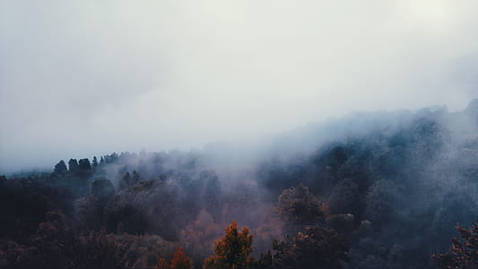 trees with smoke during daytime thumbnail
