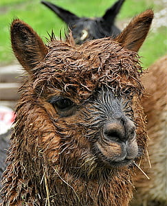 selective focus photography of animal face thumbnail