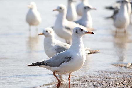 flock of white seagulls on beach sand thumbnail