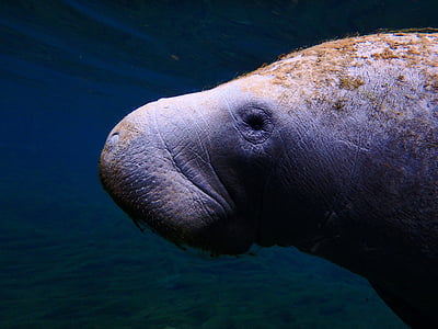 closeup photo of sea cow thumbnail