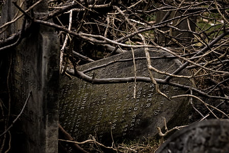 gray tombstone near twigs thumbnail