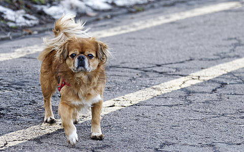 Adult Tan Tibetan Spaniel Standing on Road thumbnail