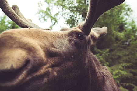 moose outdoor near trees thumbnail
