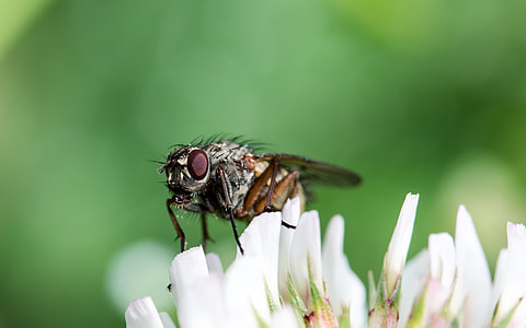 shallow focus photo of insect on white petaled flowers thumbnail