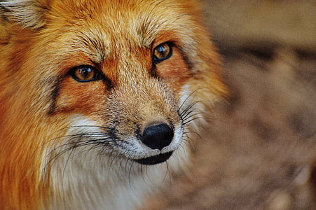 selective focus photography of red fox thumbnail