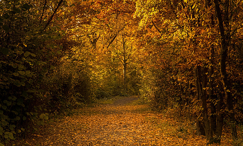 yellow leaf tall trees with falling leaves on pathway thumbnail