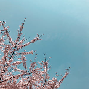 pink petaled flower tree thumbnail