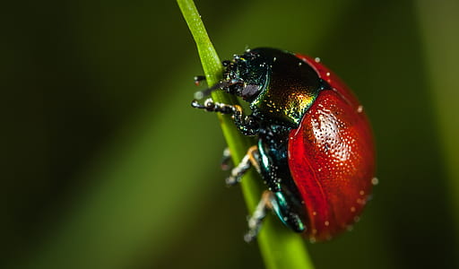 red chafer beetle thumbnail
