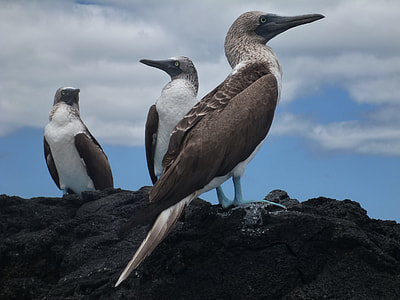 Blue-Footed Booby, Galapagos thumbnail