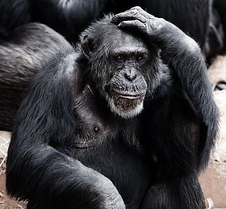 chimpanzee scratching head thumbnail
