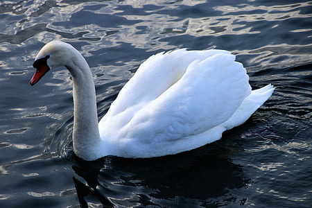 white swan on body of water thumbnail