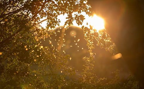 green trees thumbnail