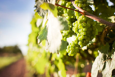 food, nature, branches, agriculture thumbnail