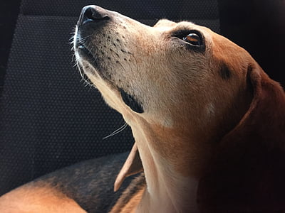 closeup photo of black, brown, and white beagle thumbnail