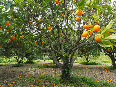 orange fruits on green leafed tree at daytime thumbnail