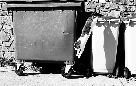 grayscale photography of cat jumping thumbnail