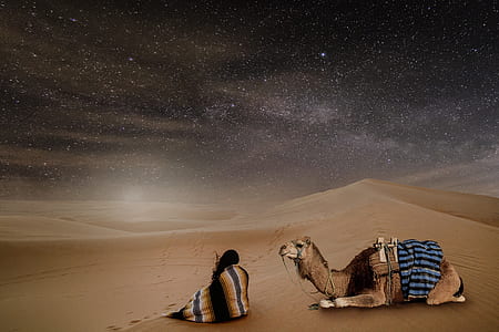 brown camel thumbnail